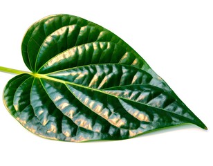 Betel leaf isolated on white background 
