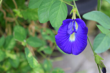 blue butterfly pea flower with blur background