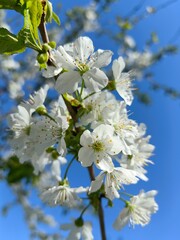 Pear blossom in spring, white flowers on fruit tree.