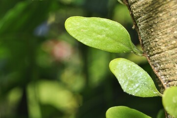 Green Epiphyte Leaves Growing on Tree Trunk Macro