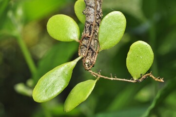 Tropical Epiphytic Plant Leaves Growing on Tree Trunk