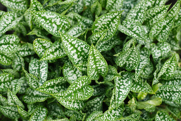 Green leaves of lungwort plant in shaded garden