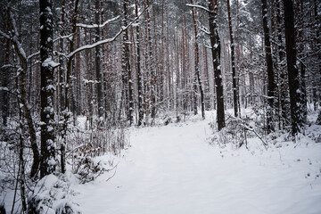 leśna droga,zima © Marcin Łazarczyk