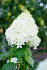 White Polar Bear Hydrangea in Full Bloom Outdoors