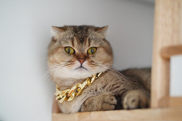 Stylish cat with golden chain rests comfortably on wooden shelf, showcasing its unique features and...