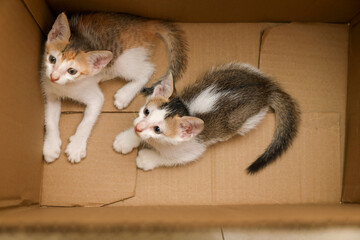 Cute Kittens in a bo