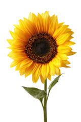 Obraz premium Sunny sunflower, full bloom, centered on black background. Bold and bright!