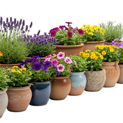 Vibrant flowers in colorful pots on black background for decoration