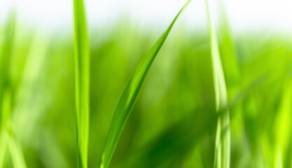 Blurred Green Rice Field Nature Background, Soft blurred green rice leaves background with natural light. Abstract nature, eco concept, agriculture, sustainability, freshness, calm atmosphere