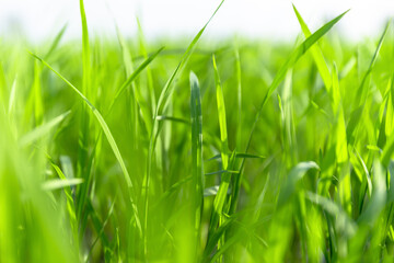 Blurred Green Rice Field Nature Background, Soft blurred green rice leaves background with natural light. Abstract nature, eco concept, agriculture, sustainability, freshness, calm atmosphere