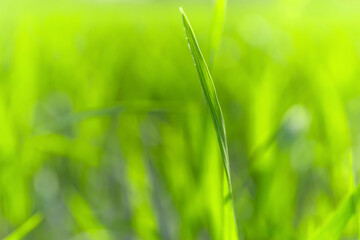 Blurred Green Rice Field Nature Background, Soft blurred green rice leaves background with natural light. Abstract nature, eco concept, agriculture, sustainability, freshness, calm atmosphere