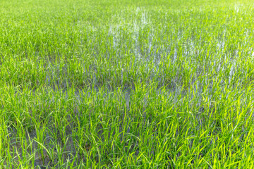 Green Rice Field with Young Paddy Plants, Fresh green rice plants growing in paddy field under natural sunlight. Agriculture, Farming, Food Production, Rural Life, Sustainability, Asian Countryside
