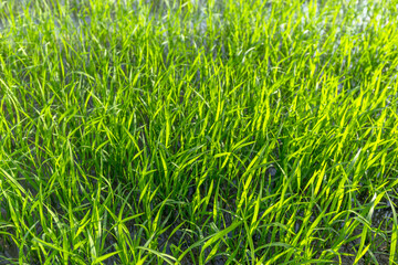 Green Rice Field with Young Paddy Plants, Fresh green rice plants growing in paddy field under natural sunlight. Agriculture, Farming, Food Production, Rural Life, Sustainability, Asian Countryside