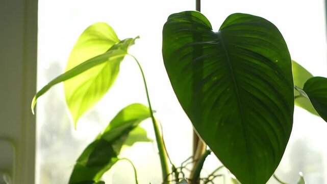 Close-up of philodendron plant's heart-shaped leaf, sunlight shining through leaf veins near window indoors.