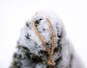 Snow-covered evergreen with natural twine detail. Close-up winter scene showing melting snow, natural texture and minimal background with copy space.