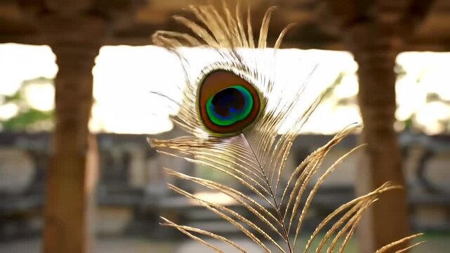 Beautiful peacock feather close-up with temple background, nature and culture.