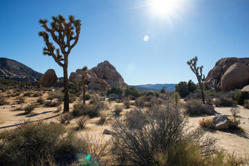 Bright desert sun over rugged terrain with Joshua trees and boulders