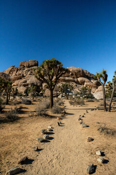Marked desert trail through Joshua trees and rocky mountain terrain