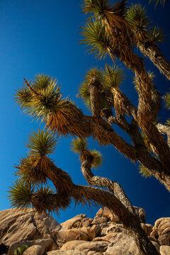 Close up view of Joshua tree branches under clear desert sky