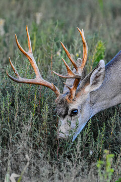 White Tailed Deer Odocoileus virginianus