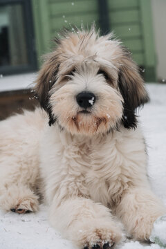 Polish Lowland Sheepdog Puppy sat in the snow