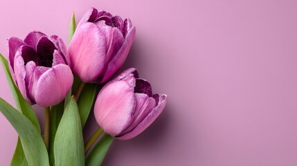 Obraz premium Celebrate Happy Women's Day (March 8) with a banner of tulips on a pink background