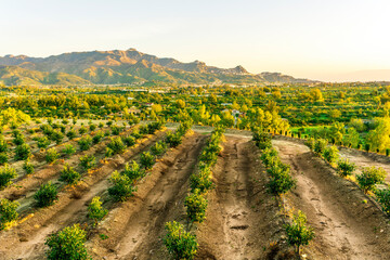 agriculture landscape of green farm plantation with garden of fruit trees in rows in golden sunrise...