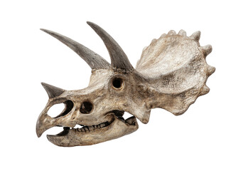 Triceratops skull fossil on black shows large horns, frill, and beak