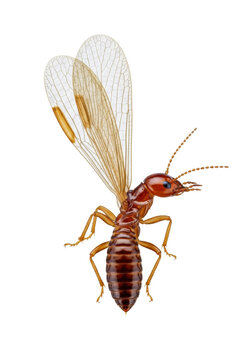 dark brown glossy termite alate specimen, hyper-detailed macro shot with focus stacking, intricate crystalline wings and segmented antennae, isolated on transparent background, clinical scientific
