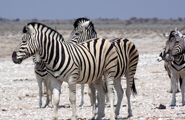 Fototapeta premium Zèbres dans le parc national d'Etosha en Namibie 