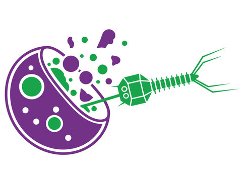 Phage infection illustration: A bacteriophage attacks a bacterial cell, showcasing lysis. Vibrant colors and a clear, detailed depiction of the process. Ideal for science and biology visuals.