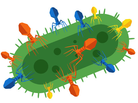 Phage attack illustration depicts bacteriophages targeting bacteria. Vibrant colors and detailed design showcase a dynamic biological process. Ideal for science, health, and microbiology visuals.