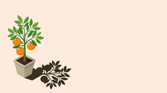 Isometric potted plant animation. Indoor plant. Green plant in pot. 3d potted plant for home interior decoration. Interior decoration element. 4K video animated in isometric style