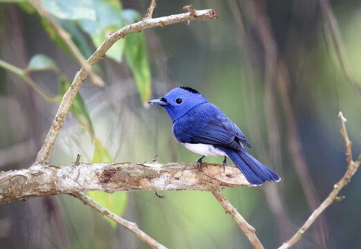A male black-naped monarch bird. black-naped monarch is a passerine bird belonging to the family of monarch flycatchers found in southern and south-eastern Asia.