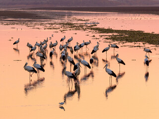 A flock of Oriental white storks frolic on the lake surface under the setting sun.