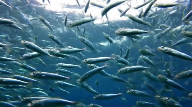 Underwater view of massive school of fish, marine life, ocean wildlife, sea.