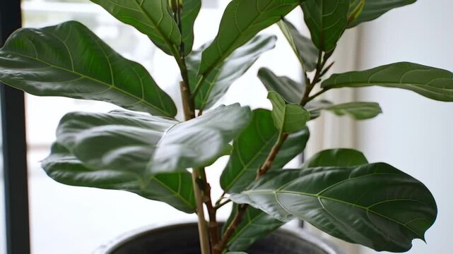 Indoor Fiddle Leaf Fig plant with green leaves in pot near window, home decor.