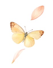 A light yellow butterfly with brown edges and two floating peach-colored petals on a clean white background