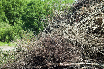a mountain of cut branches, green trees in the background