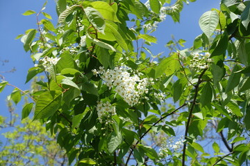 Blossoming branches of bird cherry against blue sky in May