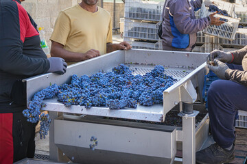 Men sorting dark grapes on transportation belt, wine making. Grape Sorting Process. Workers sorting freshly harvested blue grapes on vibrating table at winery, grape harvest season