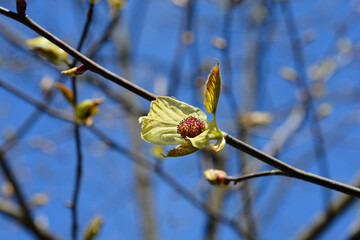 Handkerchief tree branch with flower bud - Latin name - Davidia involucrata var. Vilmoriniana