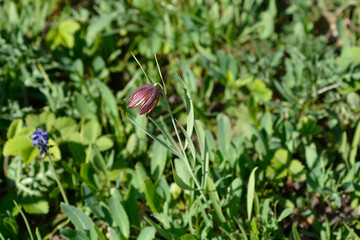 Alpine checkered lily flower - Latin name - Fritillaria orientalis