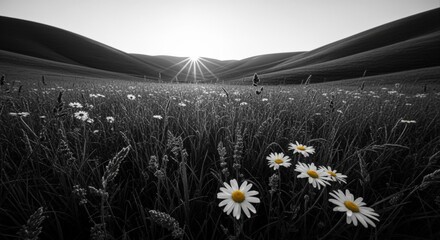 Fototapeta premium Monochrome Landscape with Daisies Blooming in Field at Sunrise, Serene Nature Scene, Selective Color