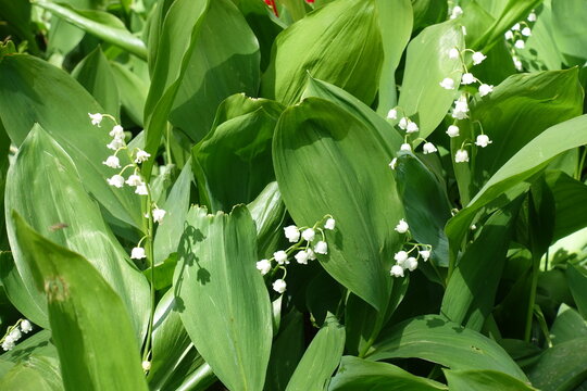 Profuse white flowers of lily of the valley in mid May