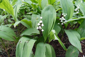Fototapeta premium Racemes of white flowers of lily of the valley in mid May