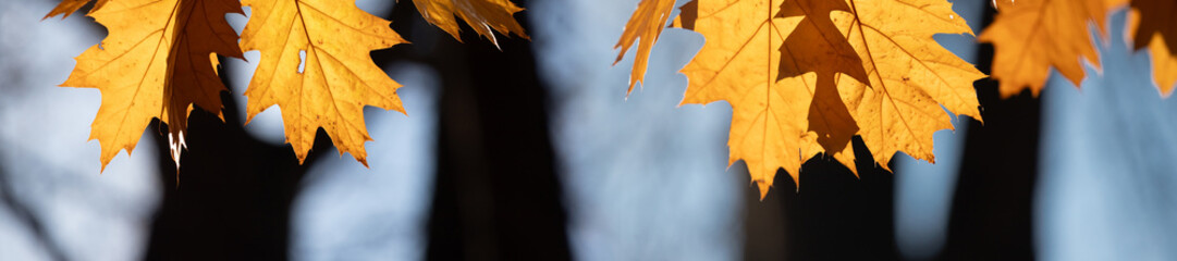 Bright golden autumn oak leaves glow in warm sunlight, contrasting with shadowed tree trunks. A serene, vibrant scene capturing seasonal change, nature's color palette, and the quiet mood of fall 