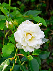 die wei&szlig;e Rose hat einen Gast