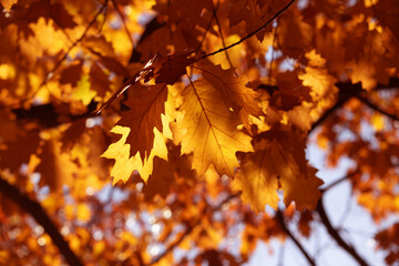 Golden Autumn Oak Leaves in Sunlight Among Branches Against Blue Sky, Warm Colorful Scene