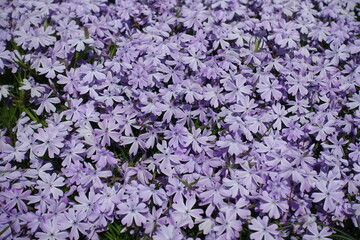 Numerous violet flowers of phlox subulata in mid May